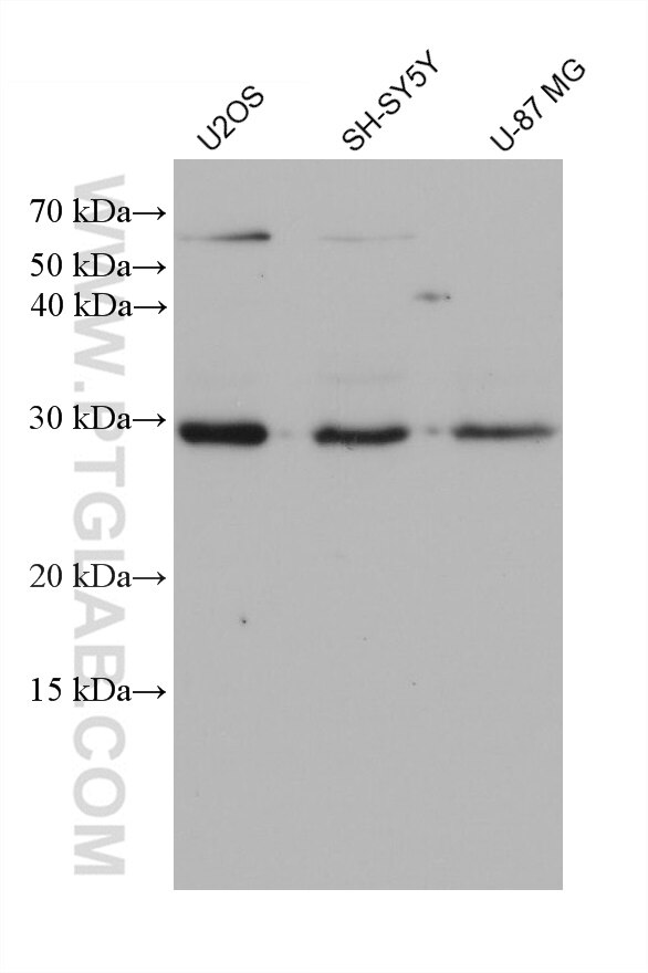 Western Blot (WB) analysis of various lysates using FBXO17 Monoclonal antibody (68246-1-Ig)