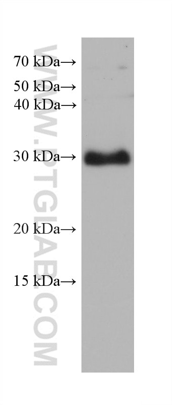 Western Blot (WB) analysis of NCI-H1299 cells using FBXO17 Monoclonal antibody (68246-1-Ig)