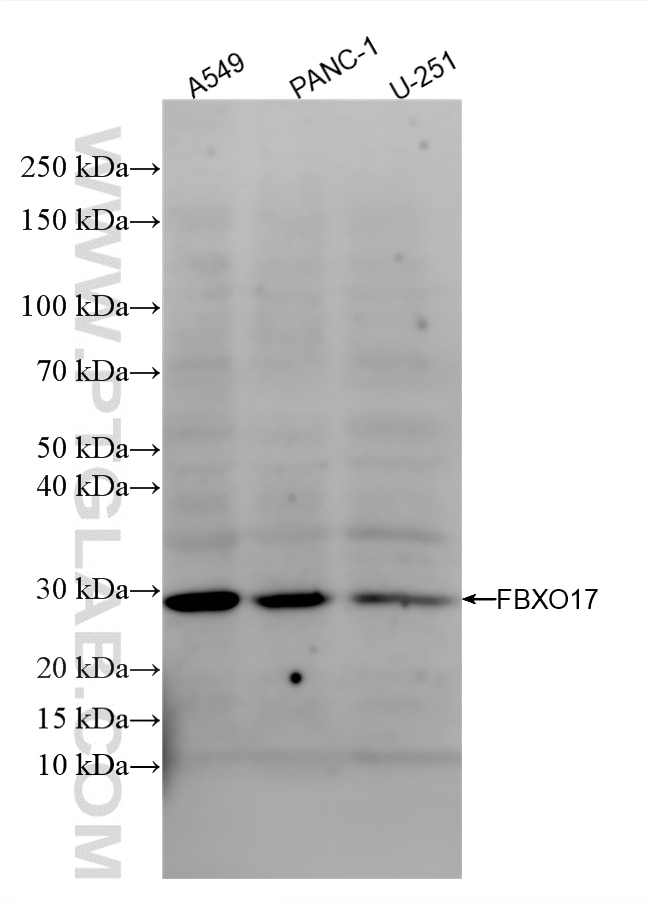 Various lysates were subjected to SDS PAGE followed by western blot with 85936-1-RR (FBXO17 antibody) at dilution of 1:500 incubated at room temperature for 1.5 hours. Western Blot (WB) analysis of various lysates using FBXO17 Recombinant antibody (85936-1-RR)