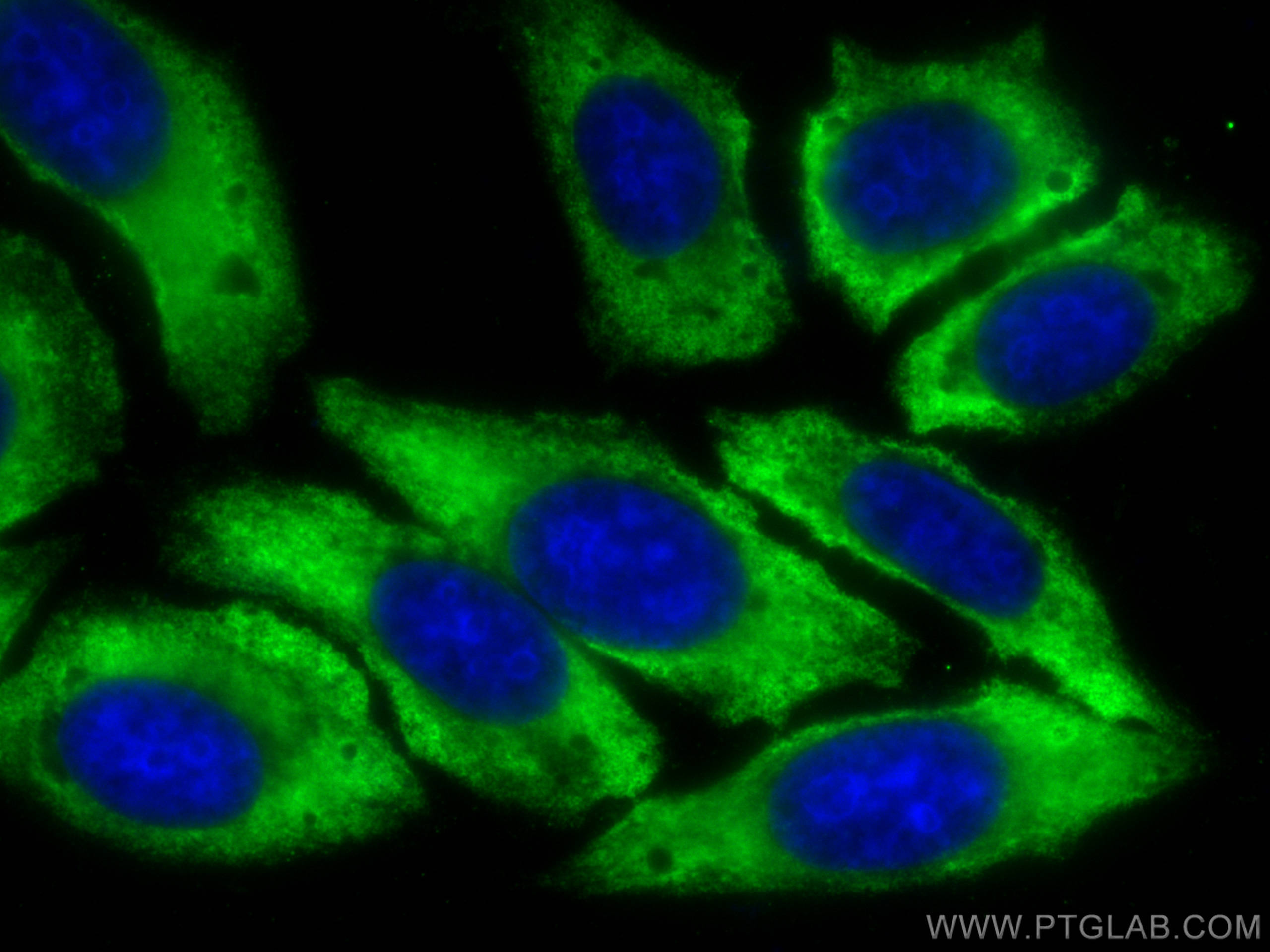 Immunofluorescence (IF) / fluorescent staining of HepG2 cells using CoraLite® Plus 488-conjugated FBXO17 Monoclonal an (CL488-68246)