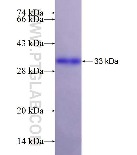 FBXO17 fusion protein Ag3867 SDS-PAGE