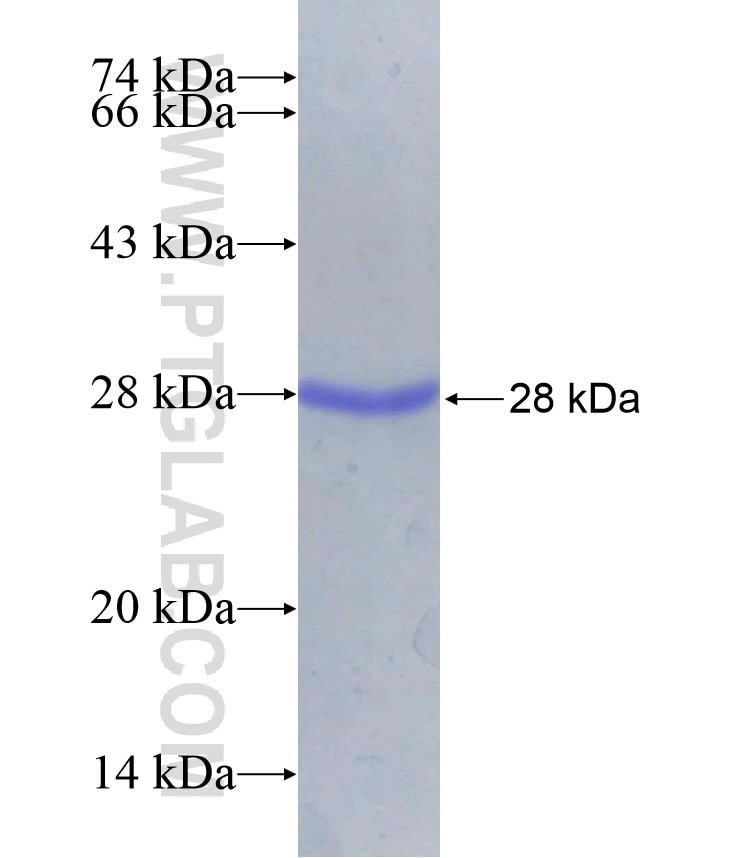 FBXO18 fusion protein Ag29248 SDS-PAGE