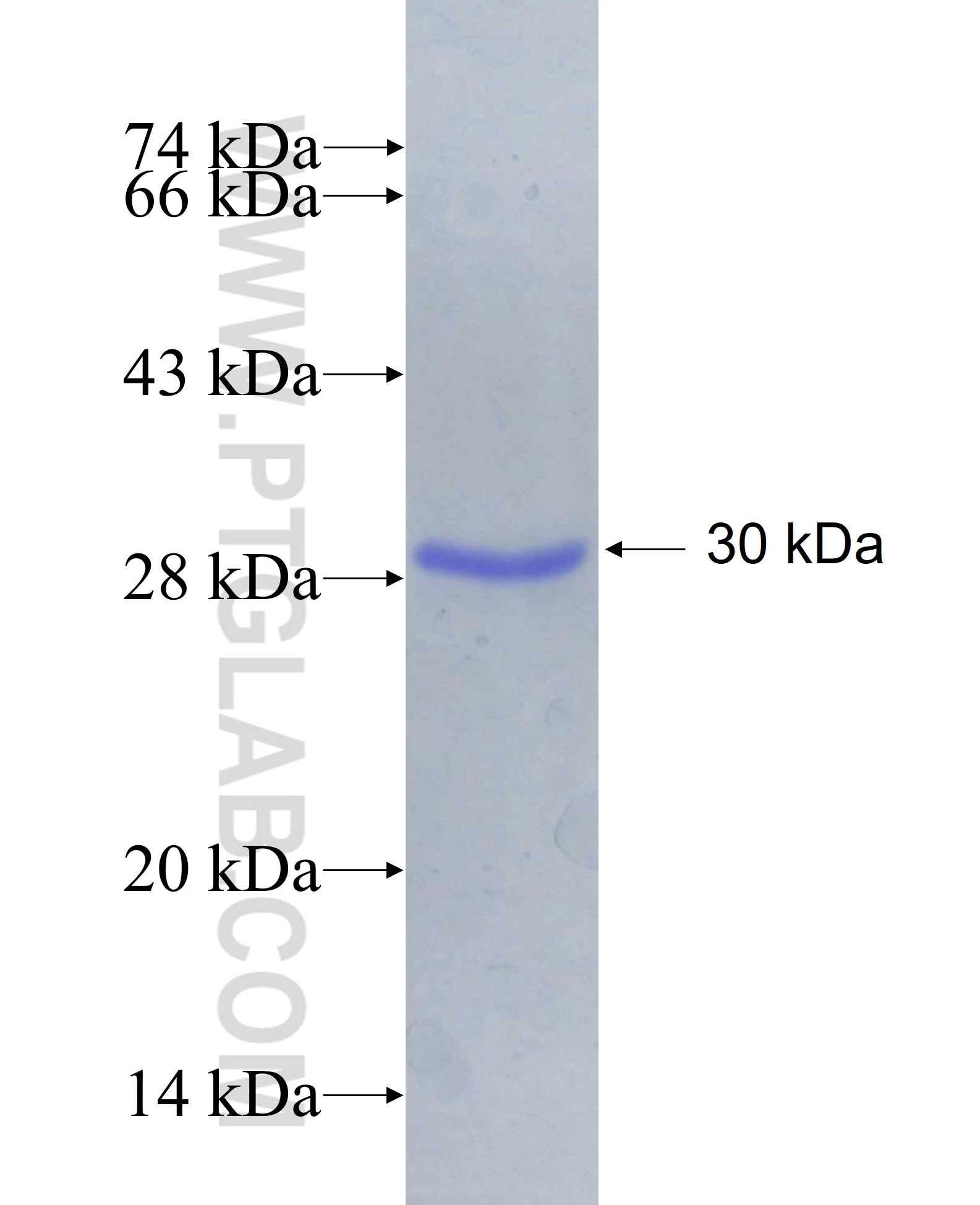 FBXO18 fusion protein Ag29248 SDS-PAGE