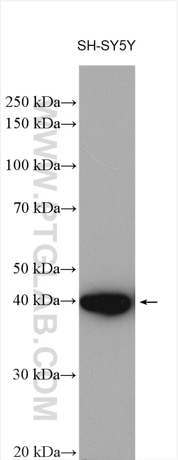 Western Blot (WB) analysis of various lysates using FBXO2 Polyclonal antibody (14590-1-AP)