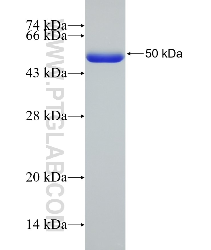 FBXO2 fusion protein Ag6368 SDS-PAGE