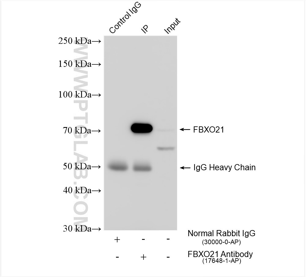 Immunoprecipitation (IP) experiment of rat brain tissue using FBXO21 Polyclonal antibody (17648-1-AP)
