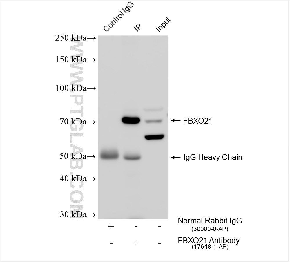 Immunoprecipitation (IP) experiment of A549 cells using FBXO21 Polyclonal antibody (17648-1-AP)