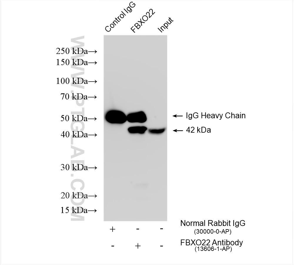 Immunoprecipitation (IP) experiment of HeLa cells using FBXO22 Polyclonal antibody (13606-1-AP)