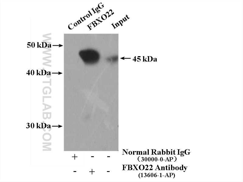 Immunoprecipitation (IP) experiment of HeLa cells using FBXO22 Polyclonal antibody (13606-1-AP)