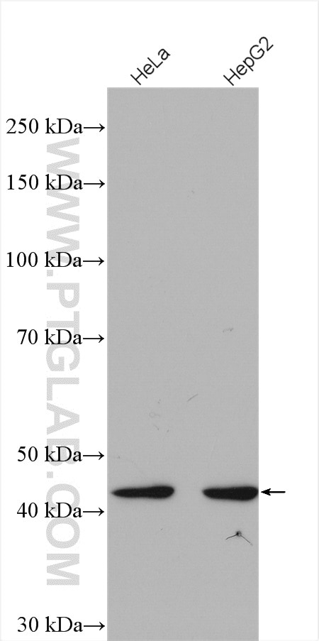 Western Blot (WB) analysis of various lysates using FBXO22 Polyclonal antibody (13606-1-AP)
