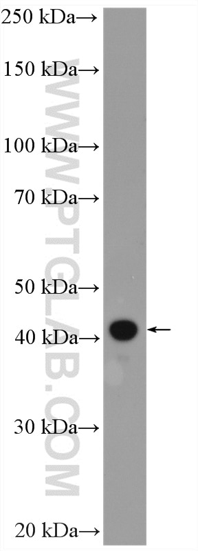 Western Blot (WB) analysis of HuH-7 cells using FBXO22 Polyclonal antibody (13606-1-AP)
