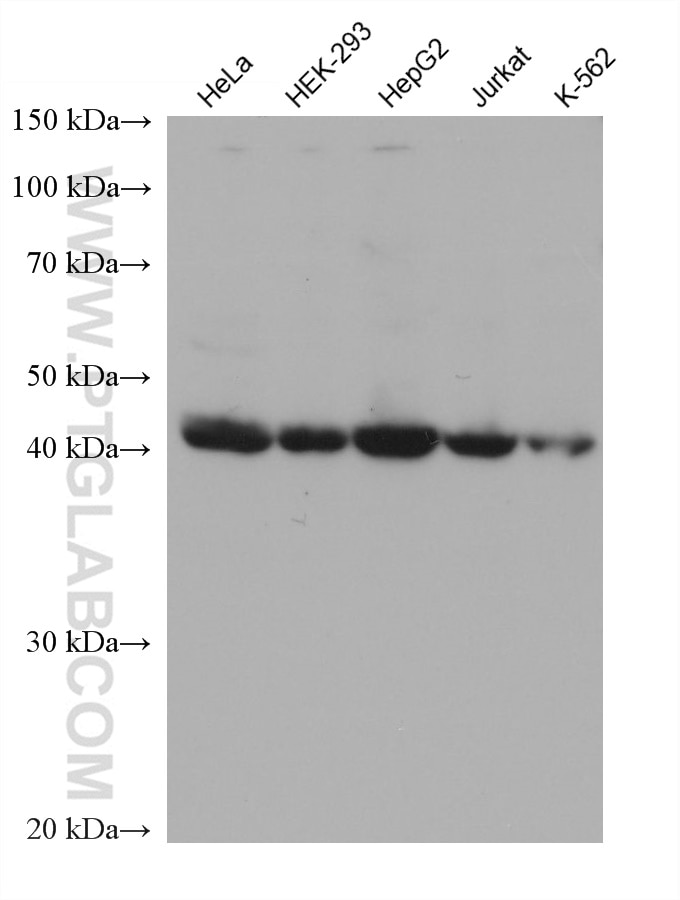 Western Blot (WB) analysis of various lysates using FBXO22 Monoclonal antibody (68650-1-Ig)