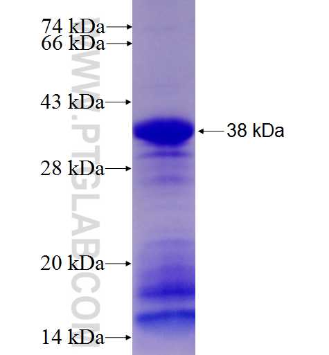 FBXO22 fusion protein Ag5294 SDS-PAGE