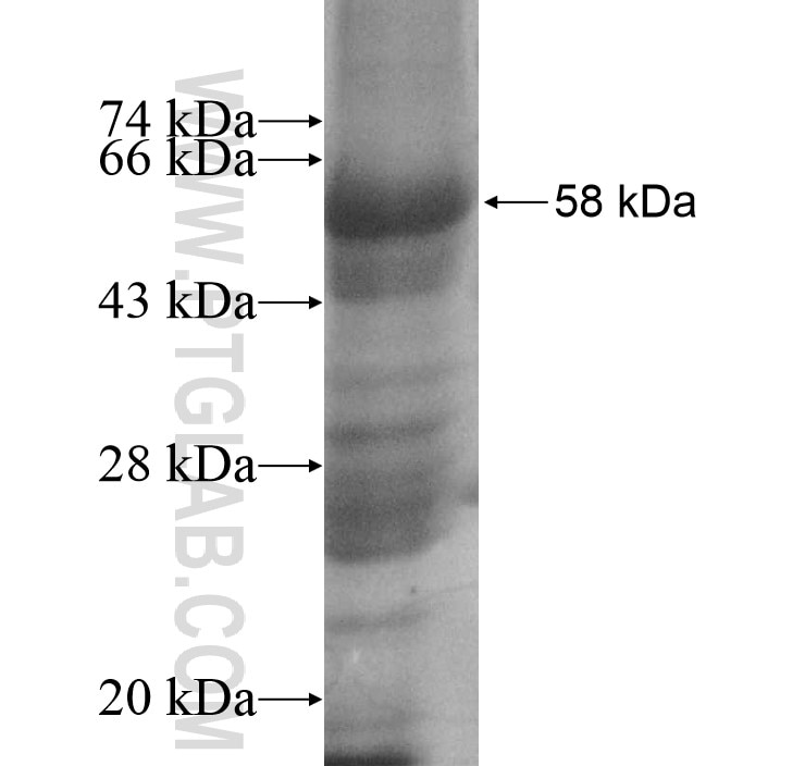 FBXO25 fusion protein Ag10712 SDS-PAGE