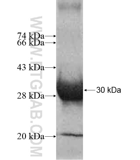 FBXO25 fusion protein Ag10936 SDS-PAGE