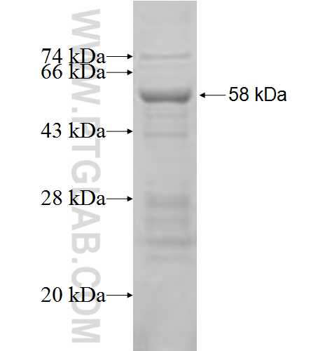FBXO27 fusion protein Ag6157 SDS-PAGE