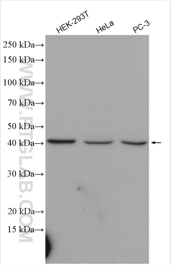 Western Blot (WB) analysis of various lysates using FBXO28 Polyclonal antibody (24282-1-AP)