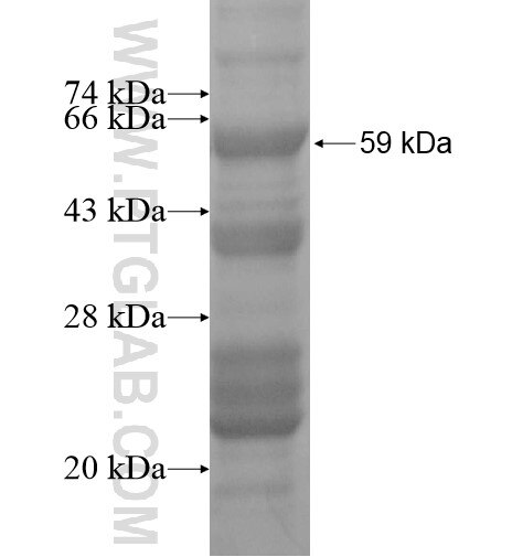 FBXO28 fusion protein Ag14900 SDS-PAGE