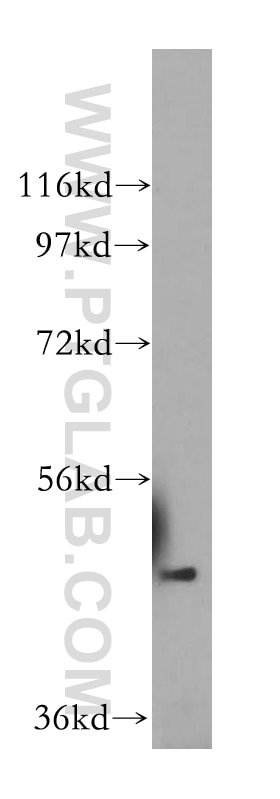 WB analysis of HepG2 using 17803-1-AP