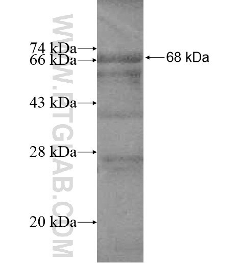 FBXO3 fusion protein Ag11758 SDS-PAGE