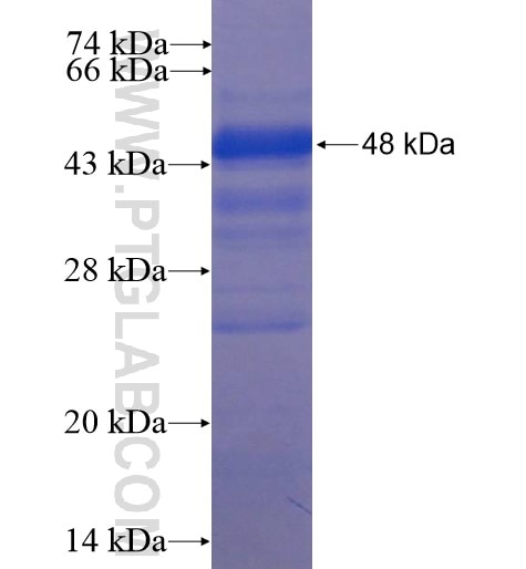 FBXO3 fusion protein Ag12071 SDS-PAGE