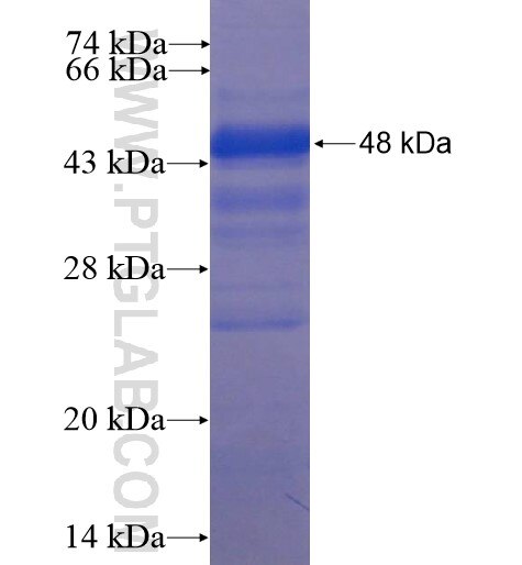 FBXO3 fusion protein Ag12071 SDS-PAGE