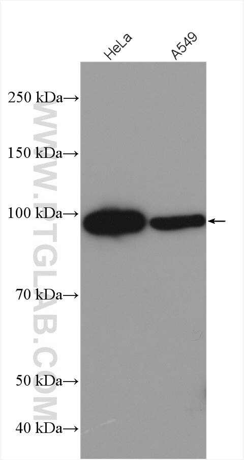 Western Blot (WB) analysis of various lysates using FBXO30 Polyclonal antibody (28039-1-AP)