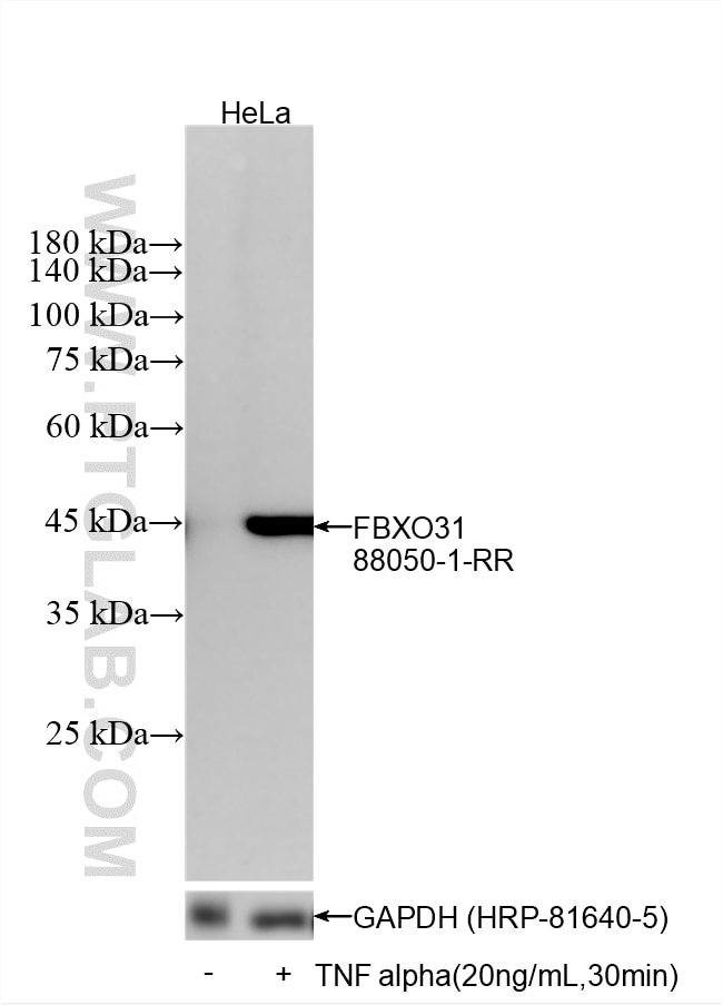 WB analysis using 88050-1-RR (same clone as 88050-1-PBS) Western Blot (WB) analysis of various lysates using FBXO31 Recombinant monoclonal antibody (88050-1-RR)