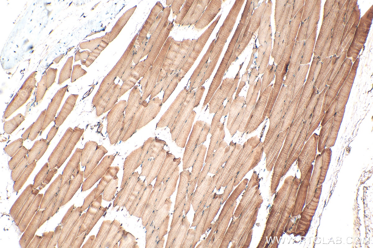IHC staining of mouse skeletal muscle using 28541-1-AP