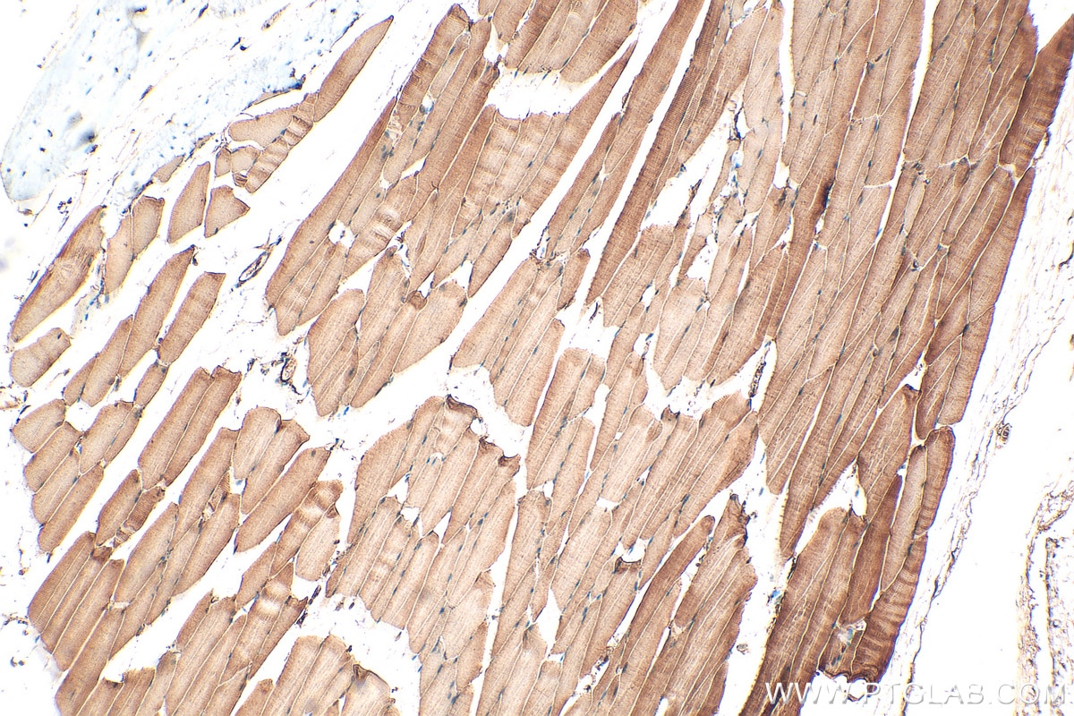 Immunohistochemistry (IHC) staining of mouse skeletal muscle tissue using FBXO32 Polyclonal antibody (28541-1-AP)