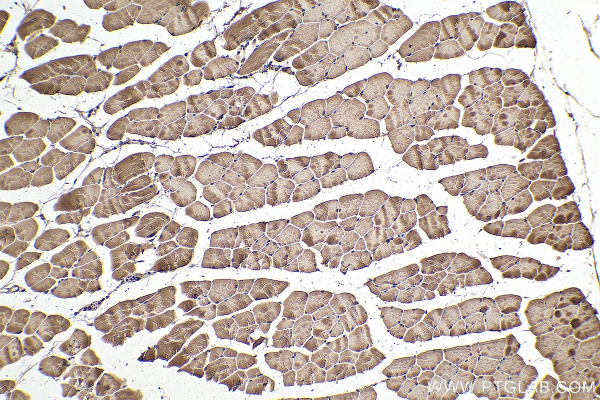 Immunohistochemistry (IHC) staining of mouse skeletal muscle tissue using FBXO32 Monoclonal antibody (67172-1-Ig)