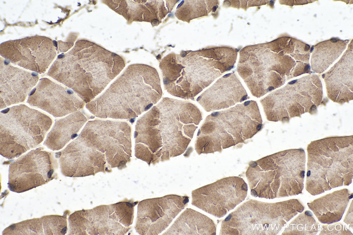 Immunohistochemistry (IHC) staining of mouse skeletal muscle tissue using FBXO32 Monoclonal antibody (67172-1-Ig)