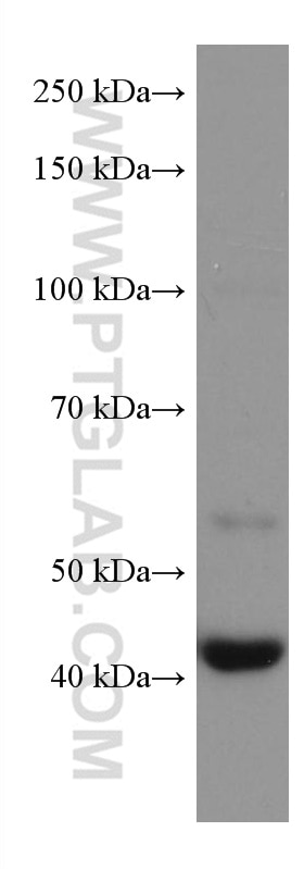 Western Blot (WB) analysis of human heart tissue using FBXO32 Monoclonal antibody (67172-1-Ig)