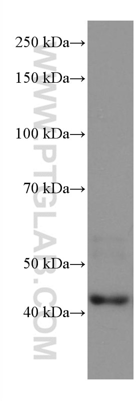 Western Blot (WB) analysis of pig heart tissue using FBXO32 Monoclonal antibody (67172-1-Ig)