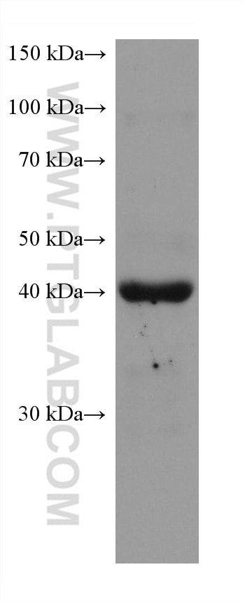 Western Blot (WB) analysis of pig skeletal muscle tissue using FBXO32 Monoclonal antibody (67172-1-Ig)