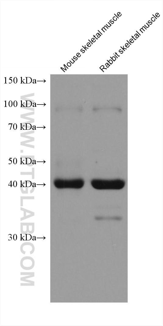 Western Blot (WB) analysis of various lysates using FBXO32 Monoclonal antibody (67172-1-Ig)