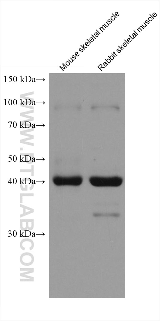 WB analysis using 67172-1-Ig