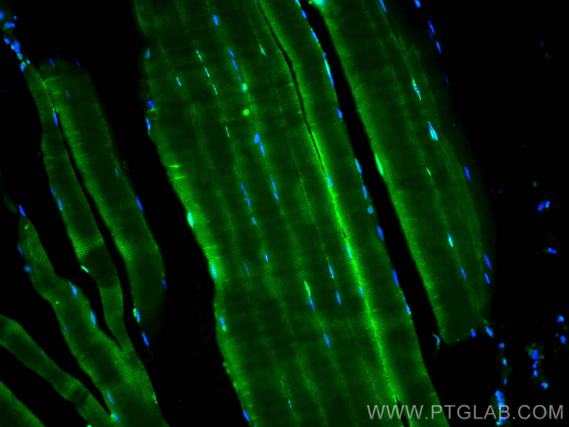 Immunofluorescence (IF) / fluorescent staining of mouse skeletal muscle tissue using CoraLite® Plus 488-conjugated FBXO32 Monoclonal an (CL488-67172)