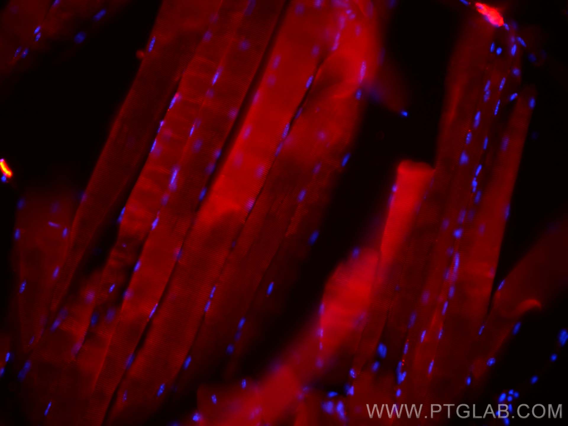 Immunofluorescence (IF) / fluorescent staining of mouse skeletal muscle tissue using CoraLite®594-conjugated FBXO32 Monoclonal antibody (CL594-67172)