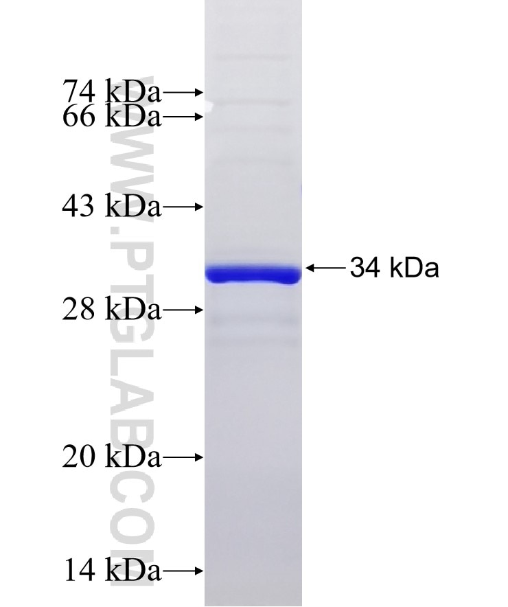 FBXO32 fusion protein Ag29394 SDS-PAGE