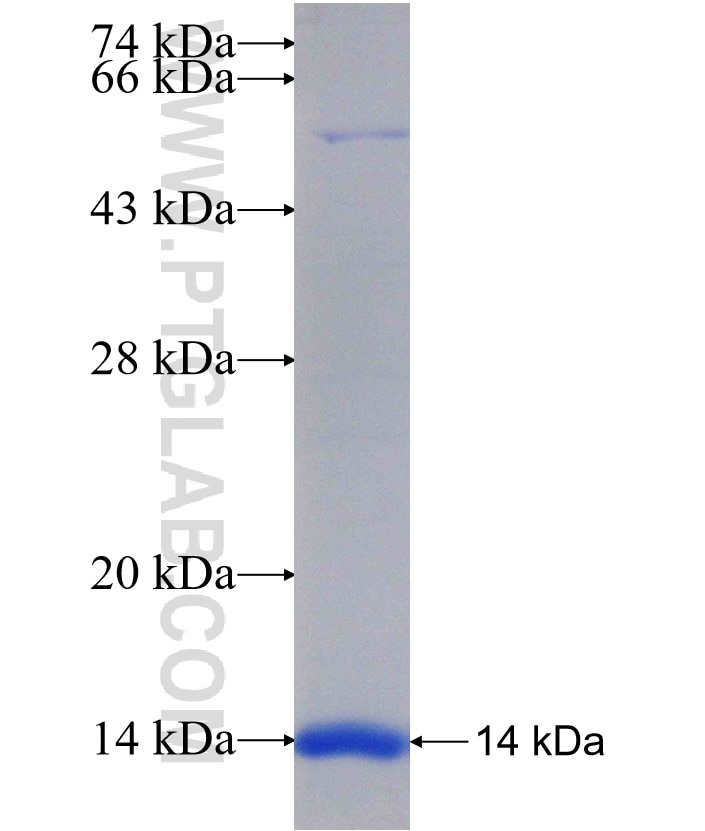 FBXO32 fusion protein Ag29410 SDS-PAGE