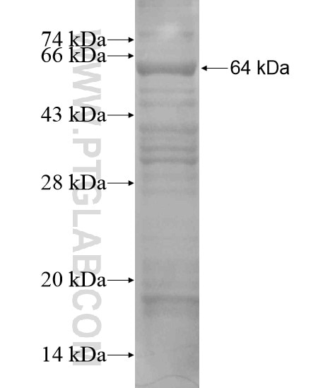 FBXO33 fusion protein Ag20055 SDS-PAGE