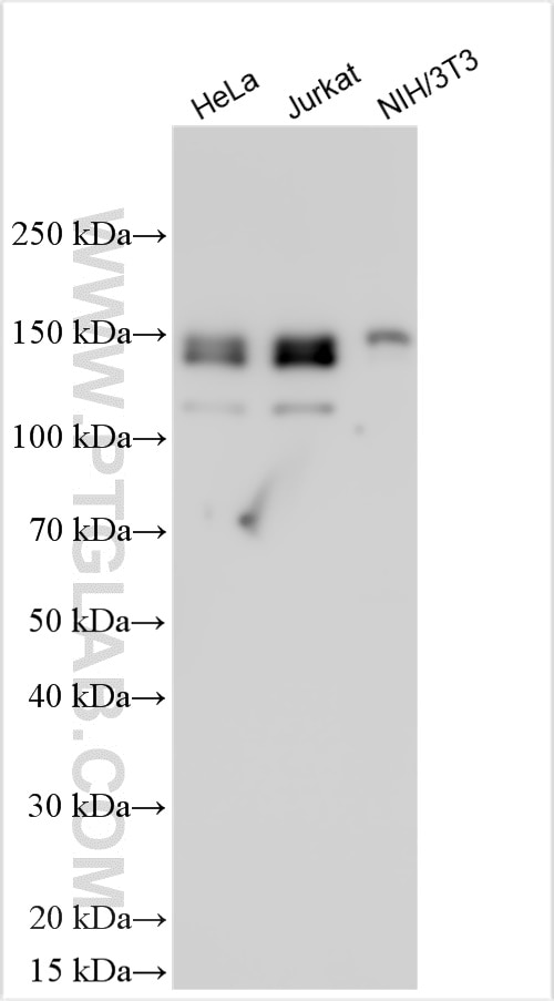Western Blot (WB) analysis of various lysates using FBXO38 Polyclonal antibody (31282-1-AP)
