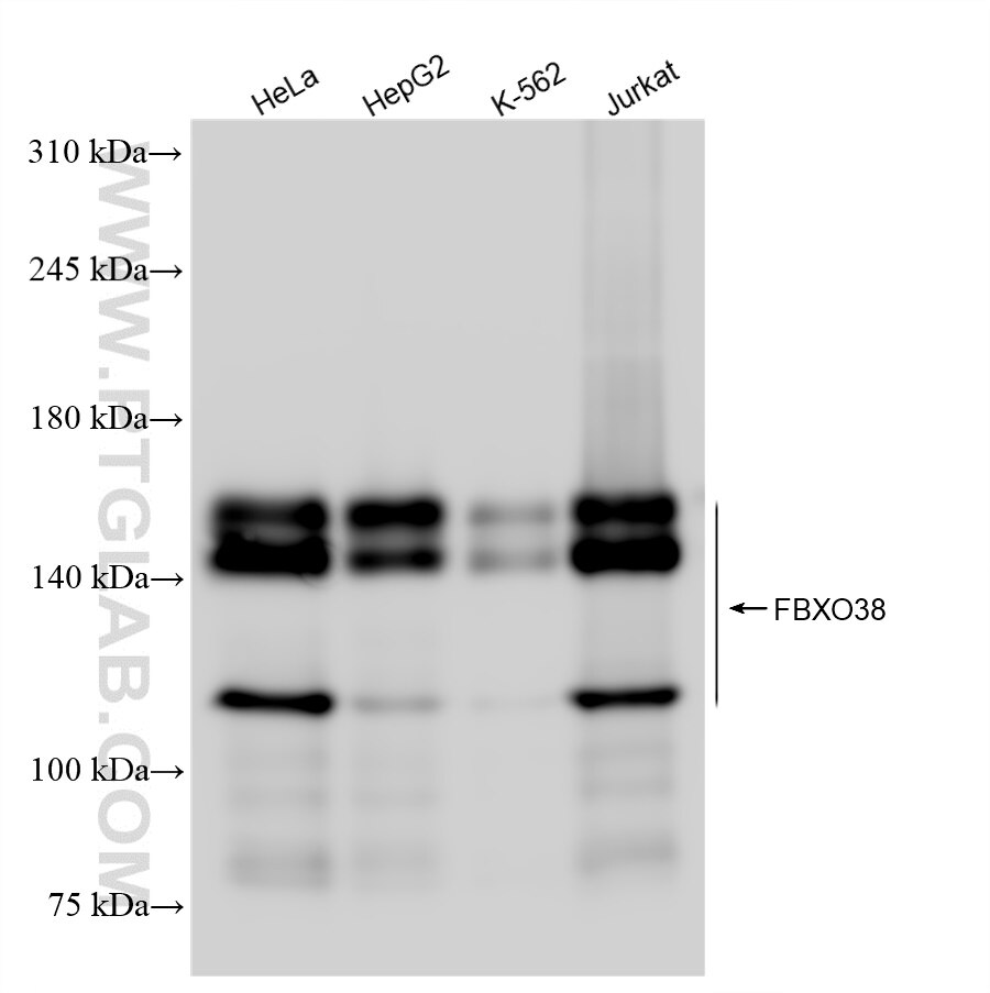 Western Blot (WB) analysis of various lysates using FBXO38 Recombinant antibody (83509-5-RR)
