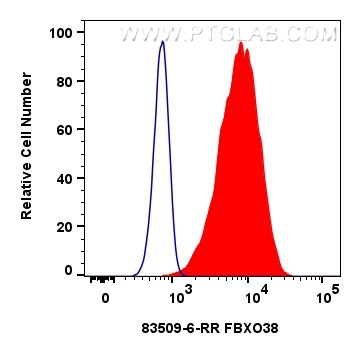 Flow cytometry (FC) experiment of HeLa cells using FBXO38 Recombinant antibody (83509-6-RR)