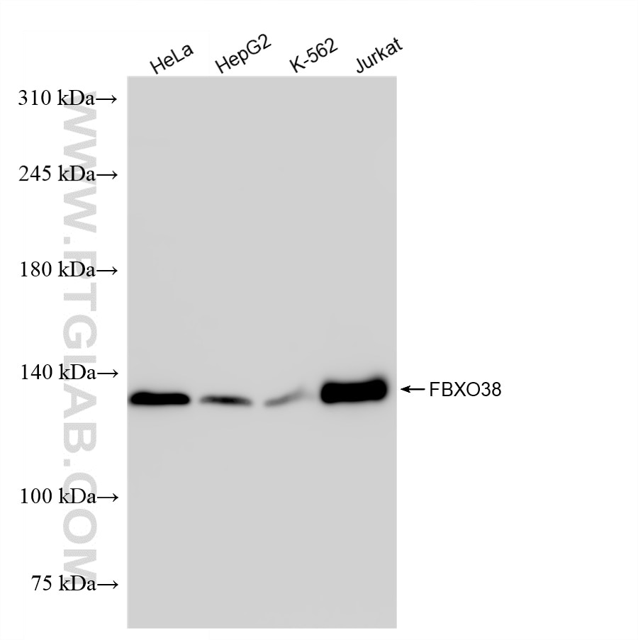 Western Blot (WB) analysis of various lysates using FBXO38 Recombinant antibody (83509-6-RR)
