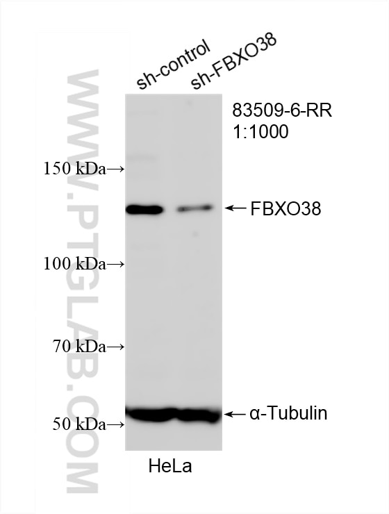 Western Blot (WB) analysis of HeLa cells using FBXO38 Recombinant antibody (83509-6-RR)