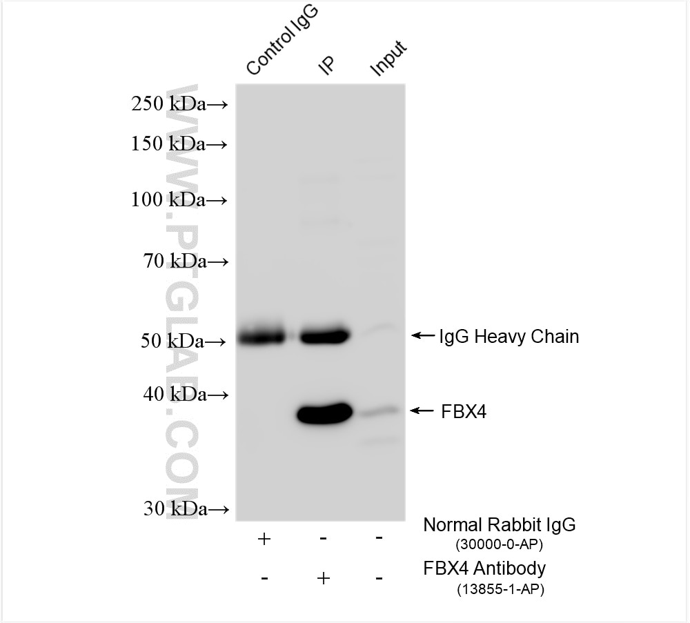 Immunoprecipitation (IP) experiment of HeLa cells using FBX4 Polyclonal antibody (13855-1-AP)
