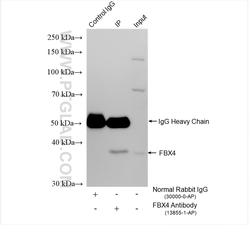Immunoprecipitation (IP) experiment of A431 cells using FBX4 Polyclonal antibody (13855-1-AP)