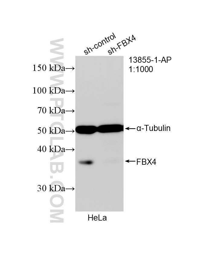WB analysis of HeLa using 13855-1-AP (same clone as 13855-1-PBS) Western Blot (WB) analysis of HeLa cells using FBX4 Polyclonal antibody (13855-1-AP)